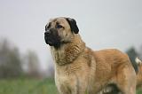 KANGAL 168